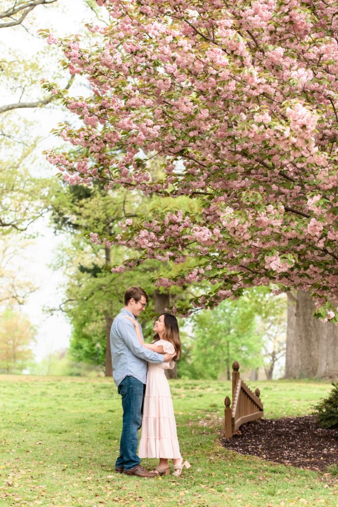 loving couple standing together and locking eyes as they embrace under a blooming cherry blossom in the spring during their mini session
