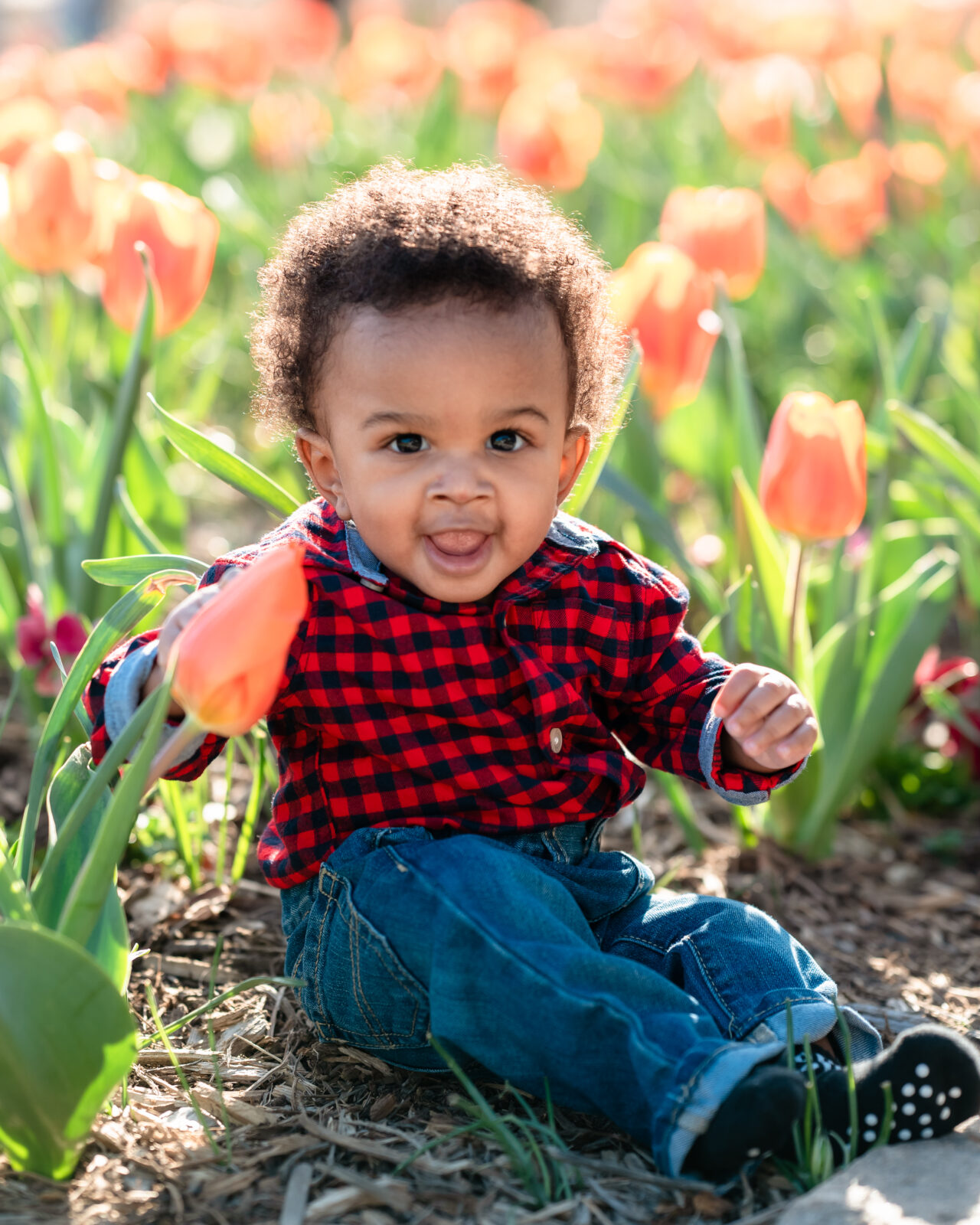 baby sitting down in tulips